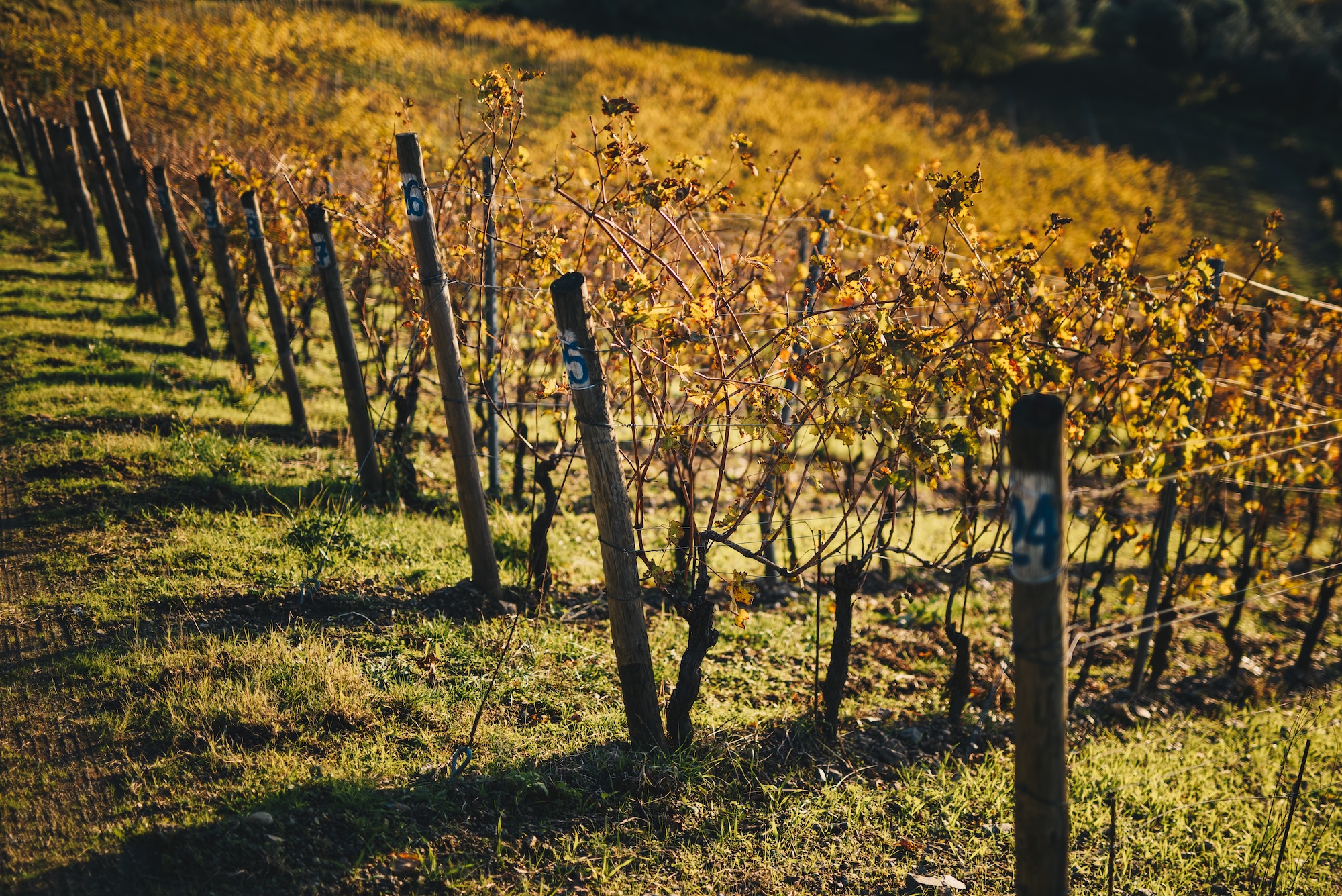 Terenzuola-vineyards 3